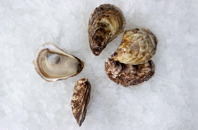 Saint Simon Oyster — Oysterology Online Pangea Shellfish Company